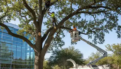 Certified arborist performing precise tree pruning service in Allentown, PA