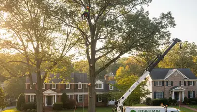 Professional tree removal service in Allentown PA clearing large oak safely