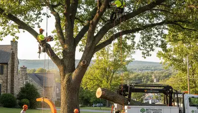 Professional tree removal service in Allentown PA safely cutting and clearing large oak tree