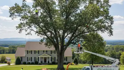 Professional tree removal service in Allentown PA safely cutting and clearing damaged trees