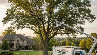 Professional tree removal service crew in Allentown PA safely cutting and clearing large oak tree