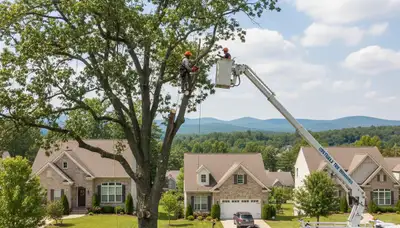 Professional tree removal service in Allentown PA safely cutting and clearing large oak tree