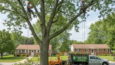 Professional tree removal service crew in Allentown PA safely cutting down a large oak tree