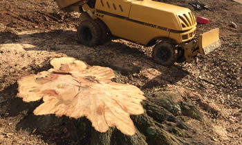Stump Removal in Allentown PA Stump Removal Services in Allentown PA Stump Removal Professionals Allentown PA Tree Services in Allentown PA