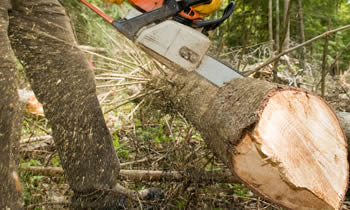 Tree Service in Allentown PA Tree Service Estimates in Allentown PA Tree Service Quotes in Allentown PA Tree Service Professionals in Allentown PA 