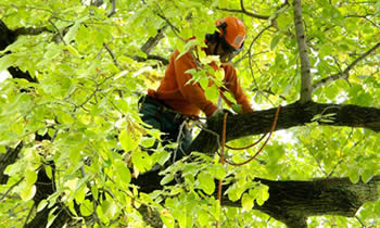 Tree Trimming in Allentown PA Tree Trimming Services in Allentown PA Tree Trimming Professionals in Allentown PA Tree Services in Allentown PA Tree Trimming Estimates in Allentown PA Tree Trimming Quotes in Allentown PA