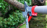 Tree Pruning Services in Allentown PA