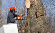 Tree Removal in Allentown PA
