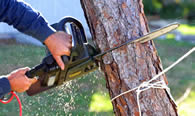 Tree Trimming in Allentown PA